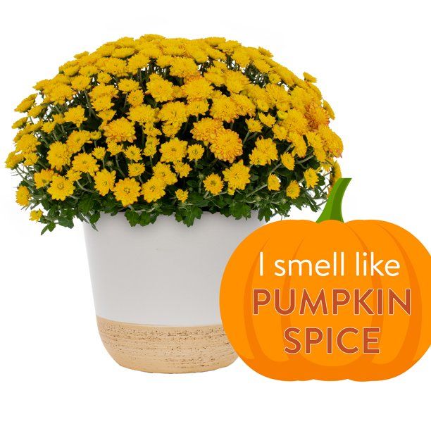 Better Homes & Gardens 1GL Pumpkin Spice Scented Orange Mum (1 Count) Live Plant with Decorative ... | Walmart (US)