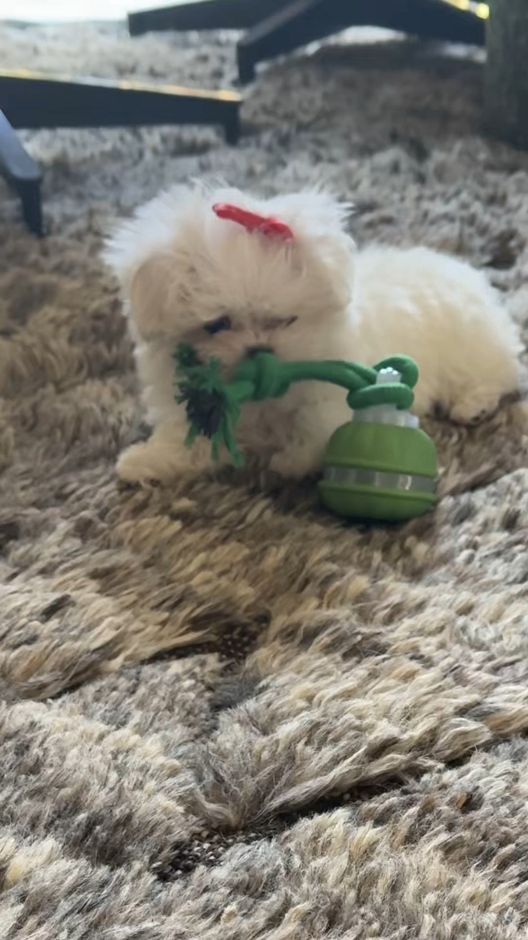 This interactive toy keep my little Portia busy for the longest time! It will move and wiggle and even let out little squeaks from time to time. When she stops playing with it it goes quiet. As soon as she touches it, again it will come into action! 

#LTKKids #LTKPets #LTKFamily