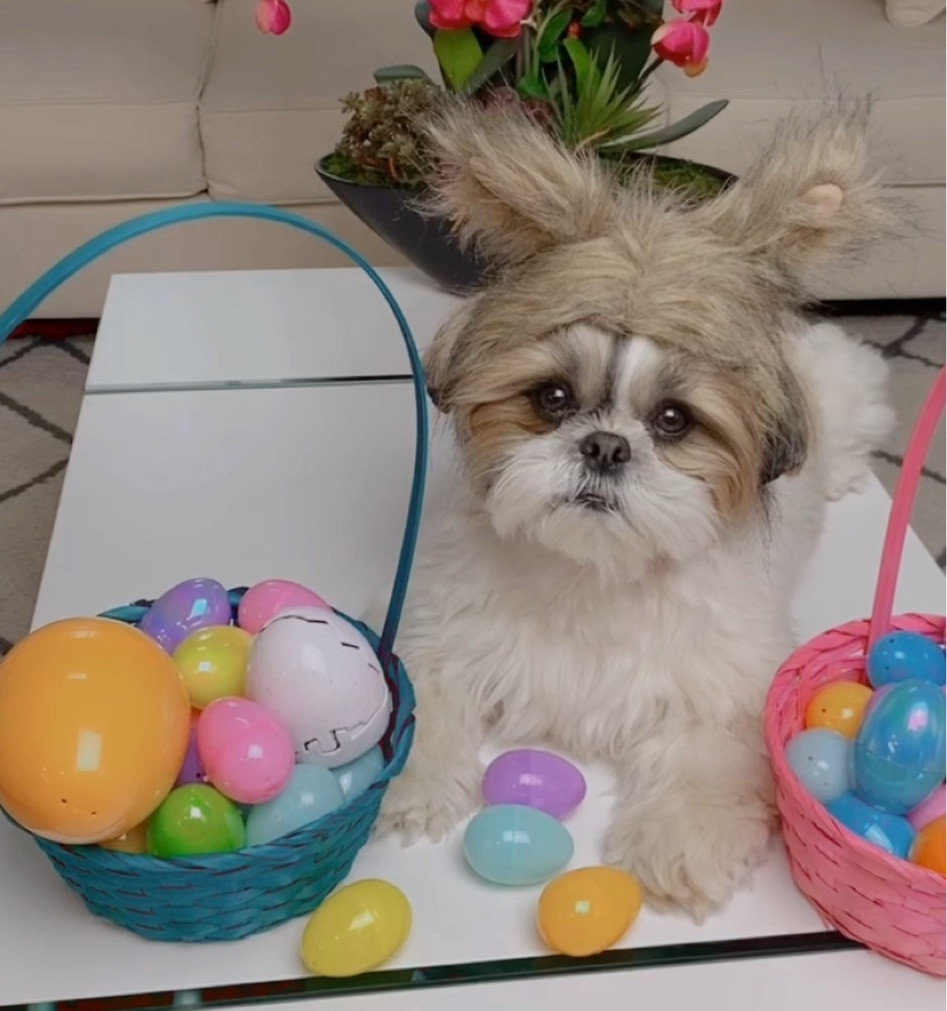 Ester eggs🥚🪺

#LTKFind #LTKSeasonal #LTKfit