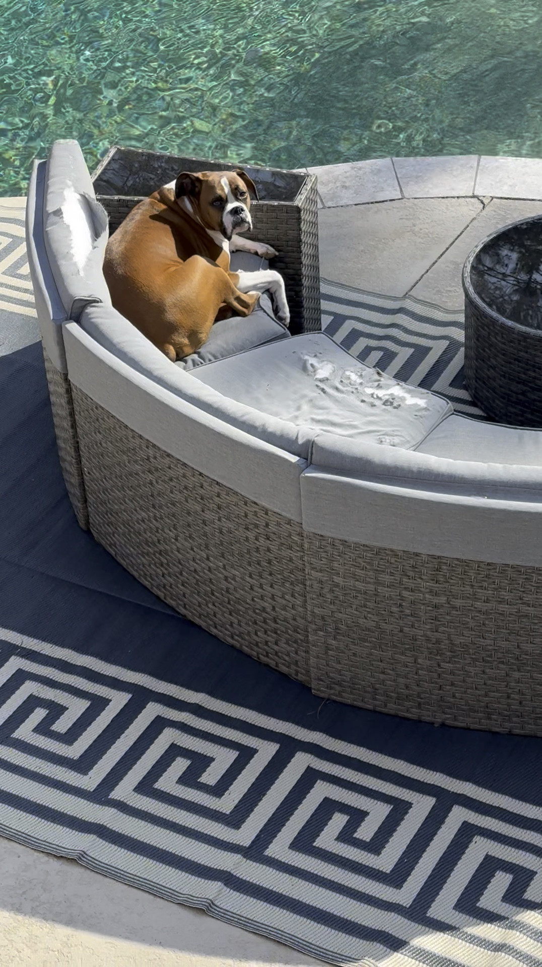 My boxer, Bruno, loves to chill out on my outside pool furniture! The squirrels ate the covers on my pool furniture the last time I was out of town😫🐿️

I’m ordering covers from Covers and All to protect my pool furniture! 

#LTKHome #LTKPets #LTKWatchNow
