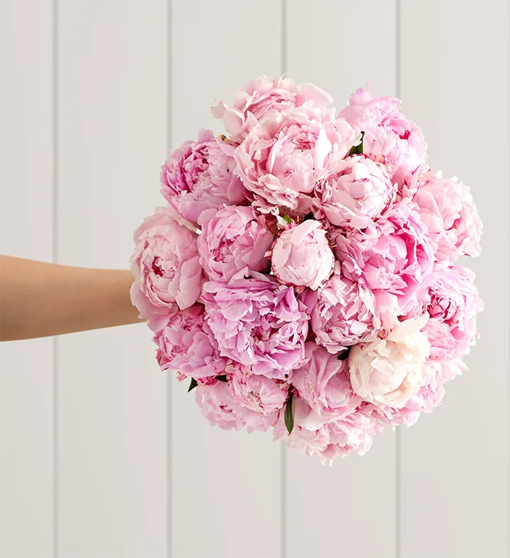 1-800-Flowers Flower Delivery Precious Peony Bouquet 20 Stems Bouquet Only | 1800flowers.com