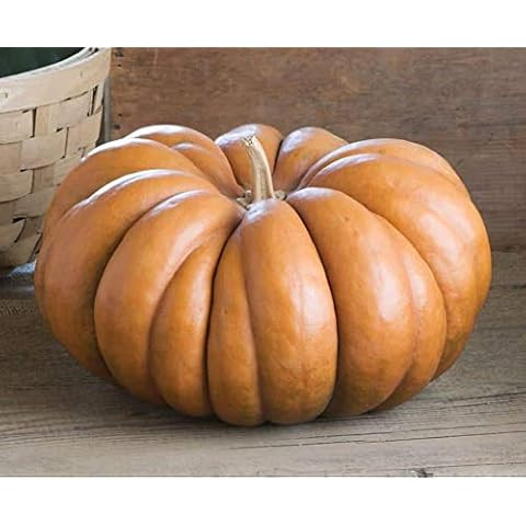 Musque de Provence Pumpkin Seeds - One of The Most Intereting and Decorative Pumpinks as Well as ... | Amazon (US)