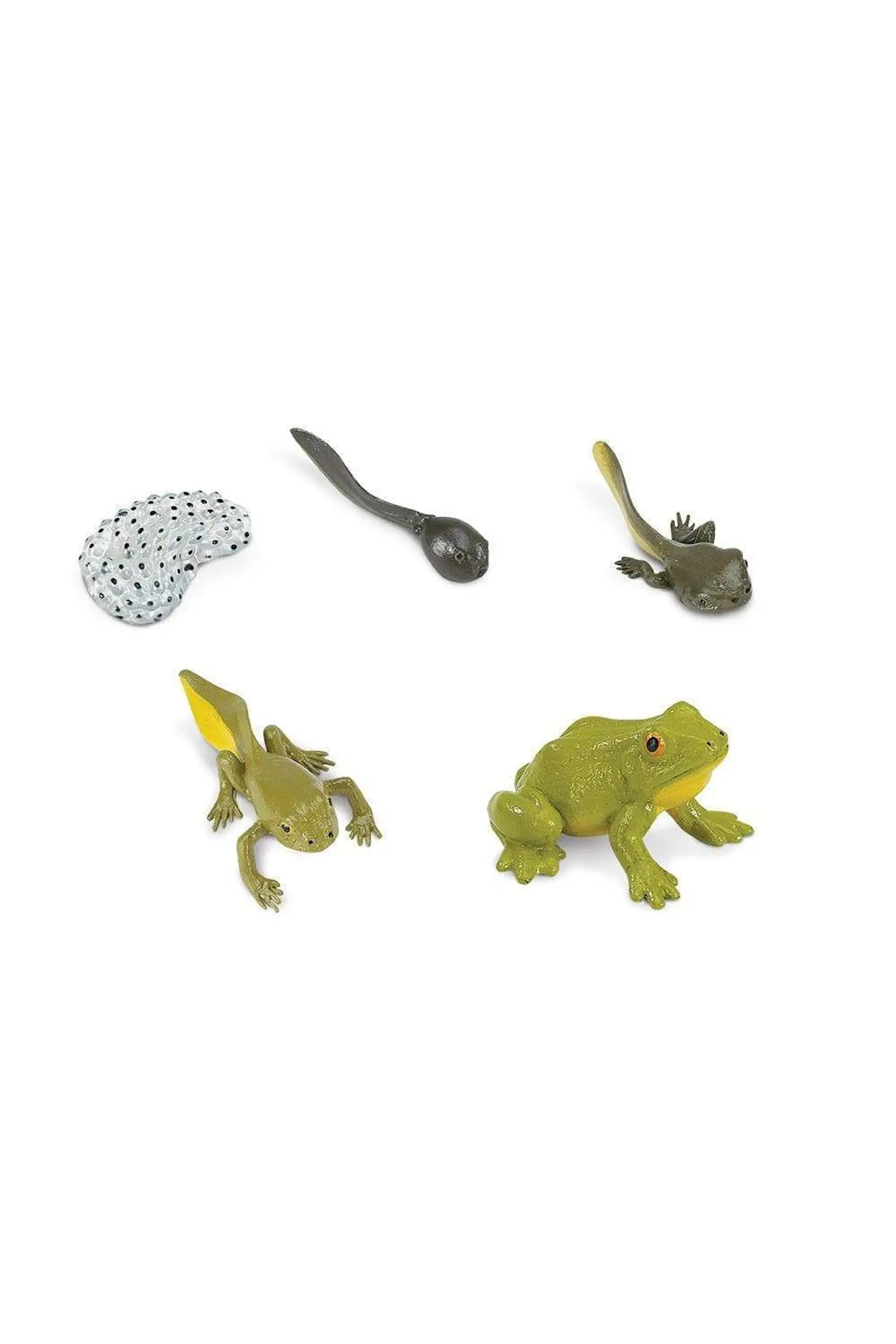 Safari Ltd. Life Cycle Of A Frog | Nordstrom | Nordstrom