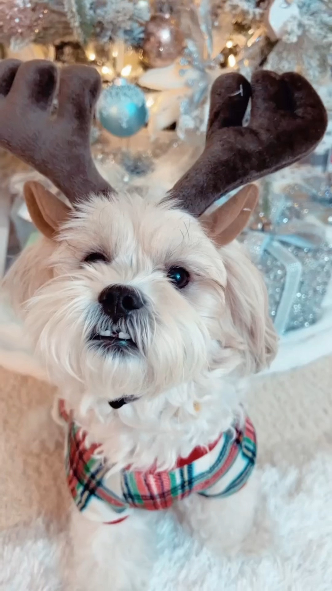 My little Rudolph and I wear matching pajamas at Christmas 🎄 time! 😃🦌🐶🐾 

#LTKGiftGuide #LTKHoliday #LTKSeasonal