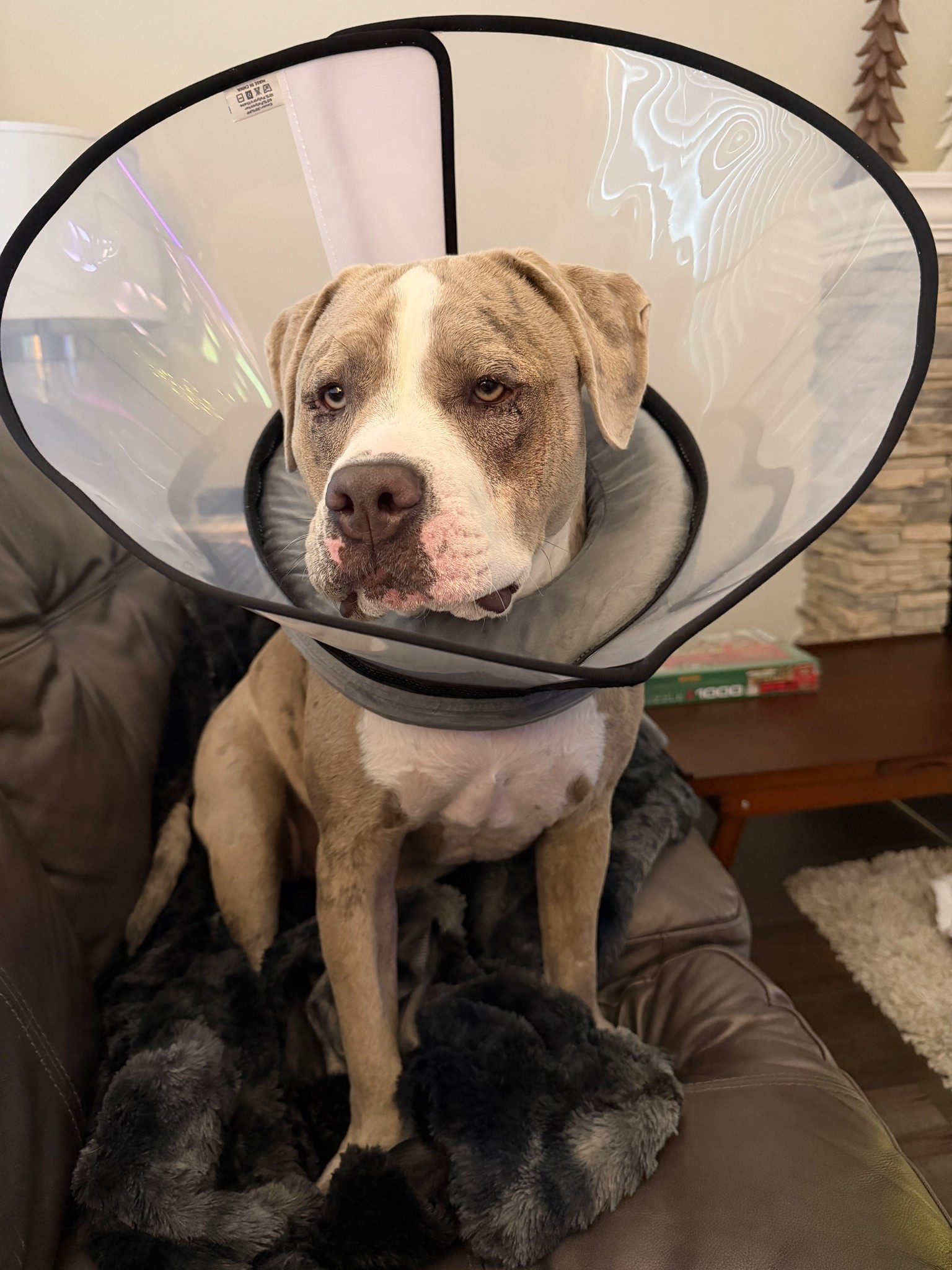 Best dog recovery cone ever. Soft, flexible, comfy, and keeps her eyes safe post-surgery. Shop Lulu’s exact cone on LTK 🐾✨

#LTKKids #LTKselfcare #LTKHome