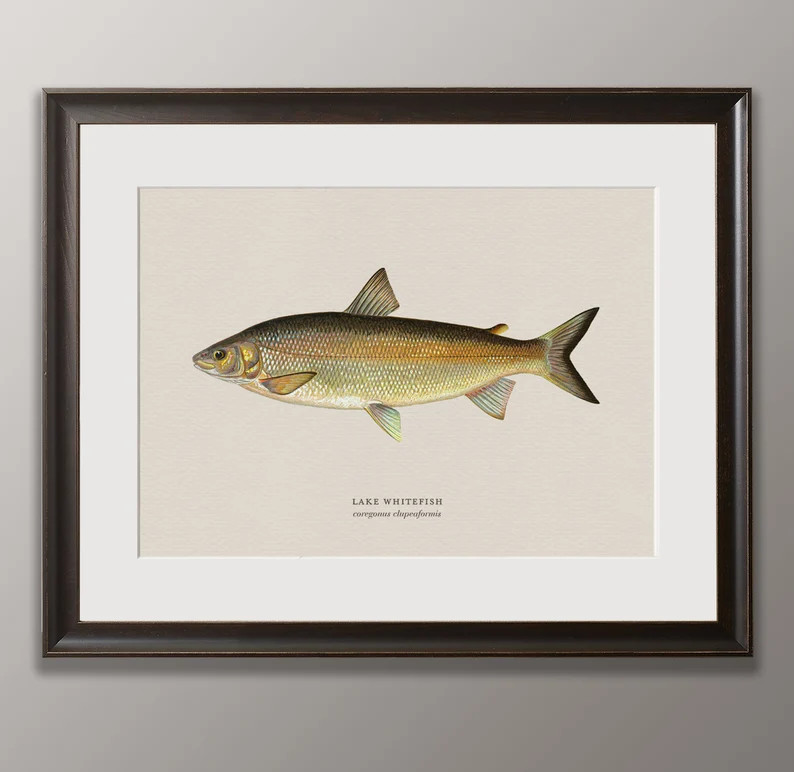 Freshwater Fish Wall Art Collection Vintage Finish Trout Pike - Etsy | Etsy (US)