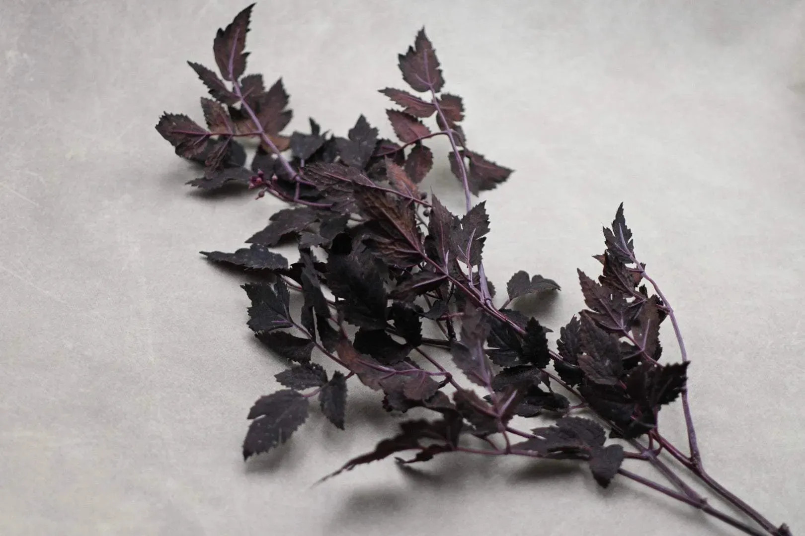 Autumn Ruscus Stem 31" | Maple Village Lane