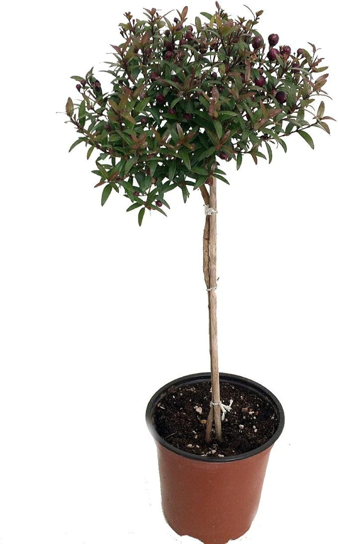 Biblical Myrtle Herb Plant - Myrtus - Ancient Herb - 4.5" Pot - Topiary | Amazon (US)