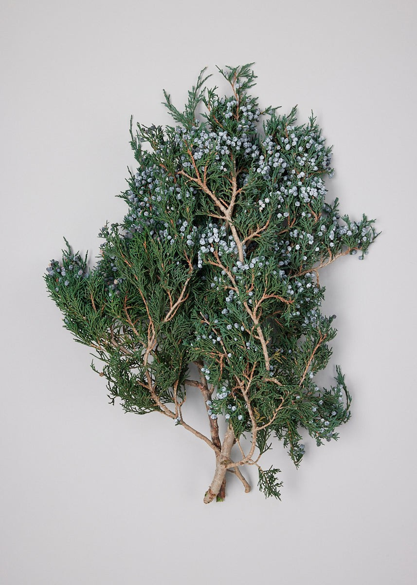Preserved, Fragrant Juniper Bundle - 12-20 | Afloral