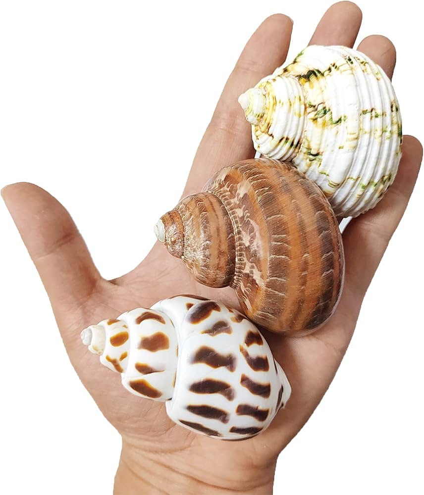 3 PCS Hermit Crab Shells 2~2.7Inch Natural Hermit Crab Shells Opening Size 1~1.3Inch Hermit Crab ... | Amazon (US)
