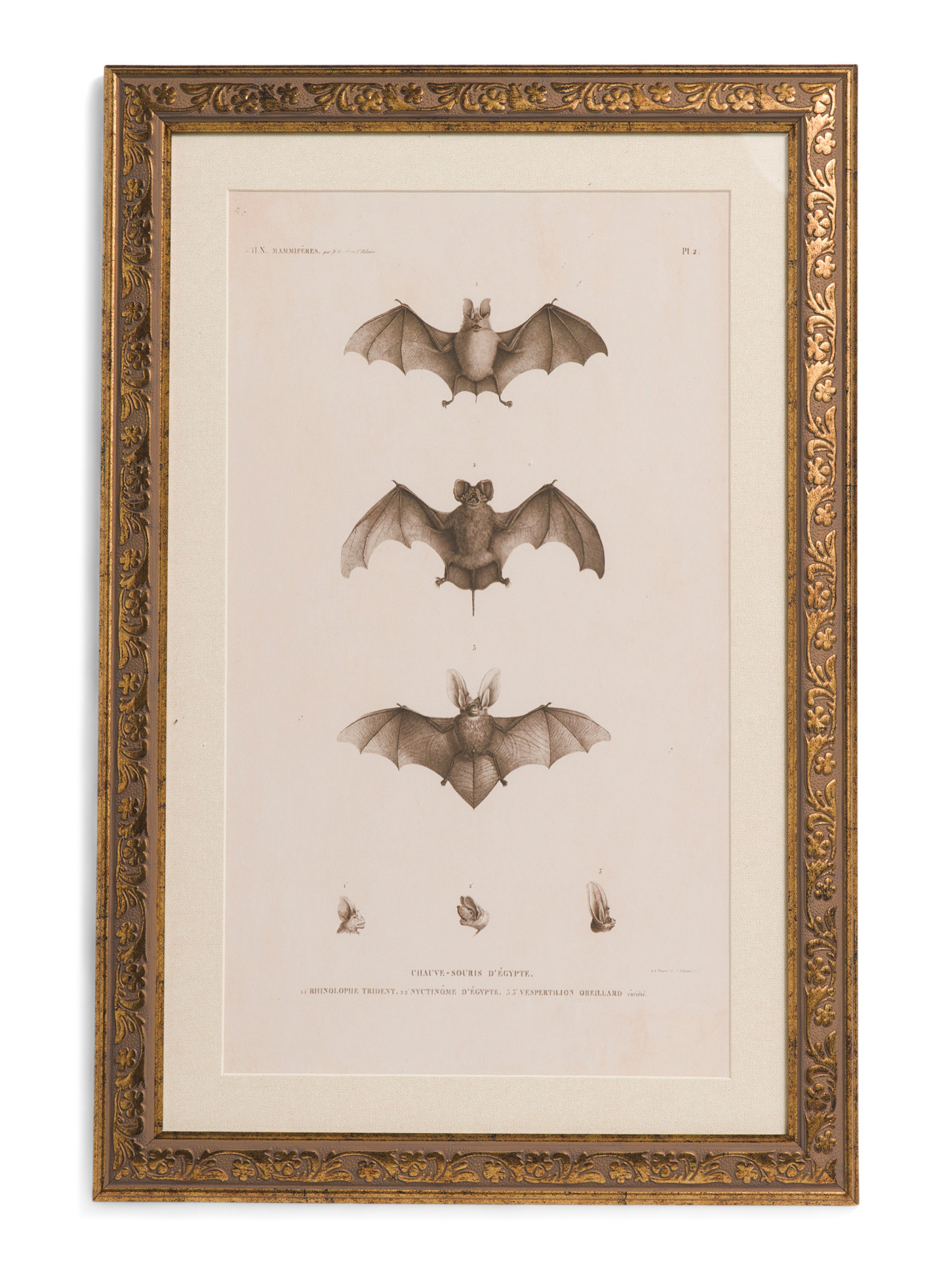 12x18 Scientific Bats Wall Art | TJ Maxx