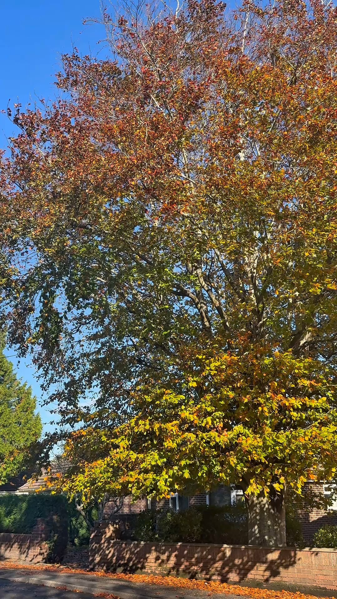 peaceful productive evenings ✨🧚