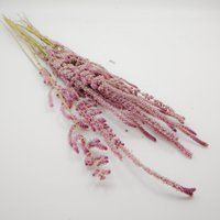 Dried Flower Suworowii - Natural | Pink | Etsy (US)