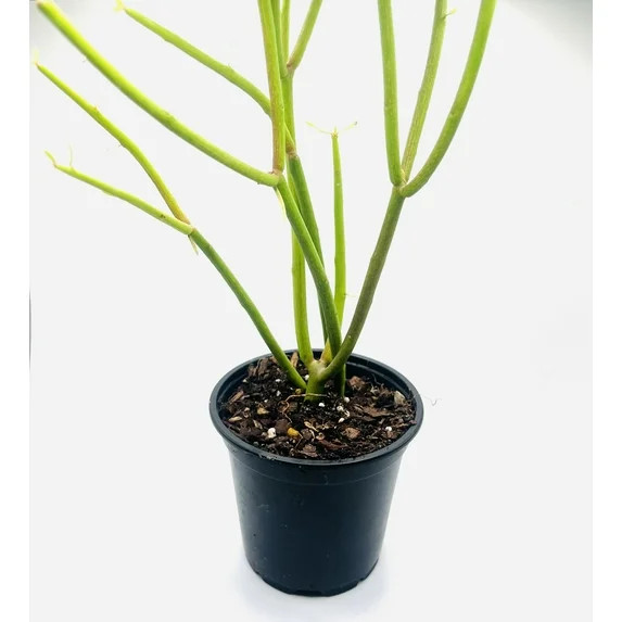 Succulents & Such - Pencil Cactus Live Plant,  4" Pot, Moderate Light, Firestick Cactus, Full Sun | Walmart (US)