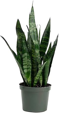 AMERICAN PLANT EXCHANGE Green Sansevieria Trifasciata Zeylanica Live Plant, 6" Pot, Indoor/Outdoo... | Amazon (US)