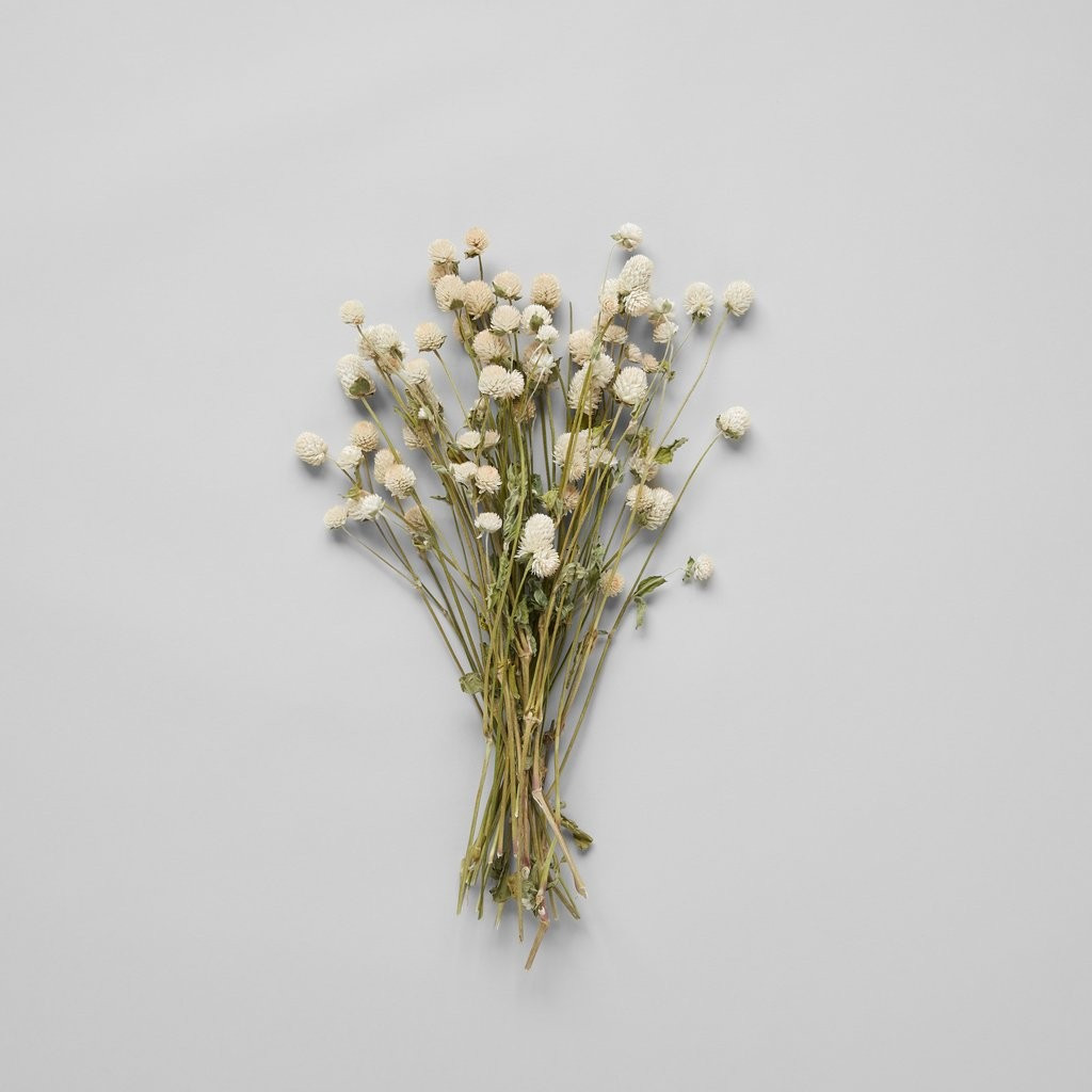 Cream Globe Amaranthus | Bloomist