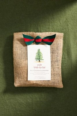 Yule Tree-to-Be Grow Kit | Terrain