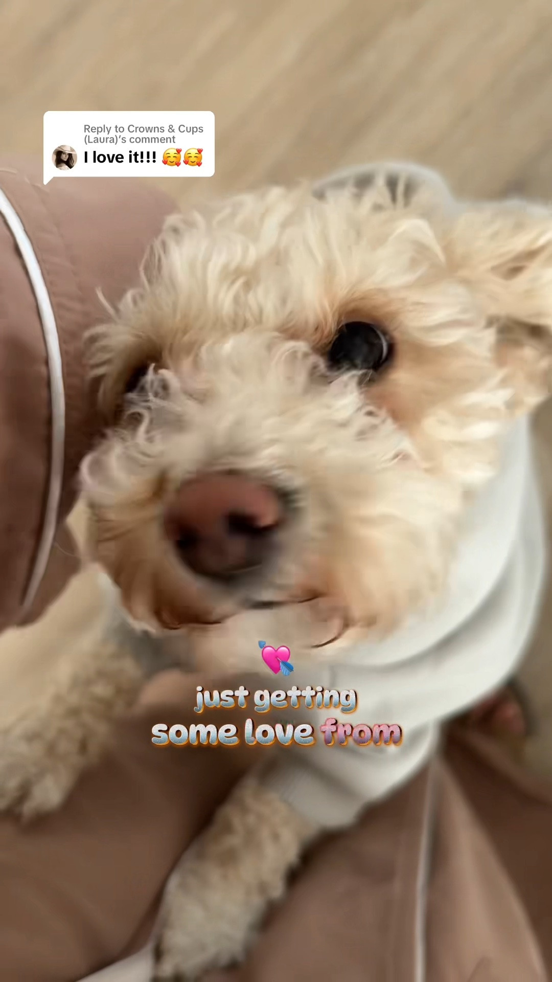 Comfrt paws standard fog size small 



#LTKMostLoved #LTKPets #LTKFindsUnder50