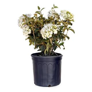 2.5 Gal - Chinese Snowball Viburnum, Live Deciduous Shrub, White Hydrangea-like Bloom Clusters | The Home Depot