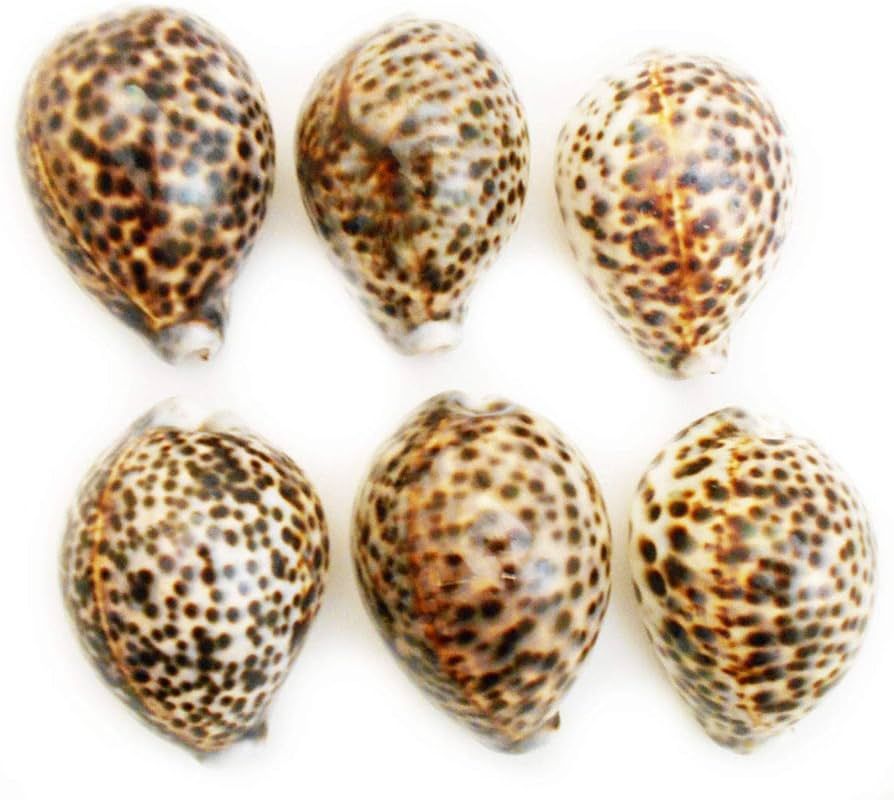 Set of 6 Select Large Tiger Cowrie (Cypraea Tigris) Shell 3"+ (76-88 mm) Beach Arts & Crafts | Amazon (US)