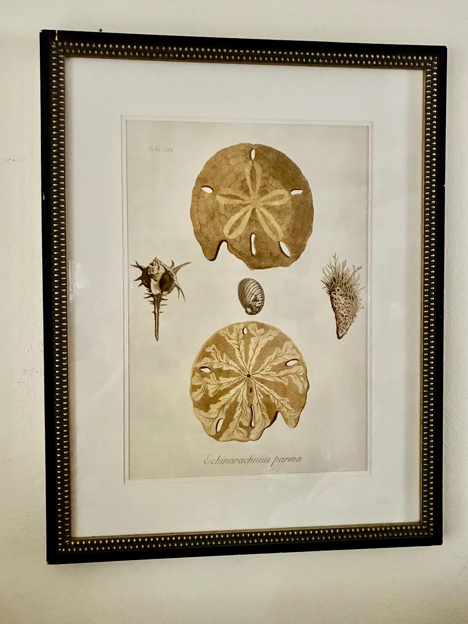 Pair Vintage Sand Dollar Prints, 20x26” Framed Marine Illustration, Coastal Wall Art, Echinarac... | Etsy (Global)