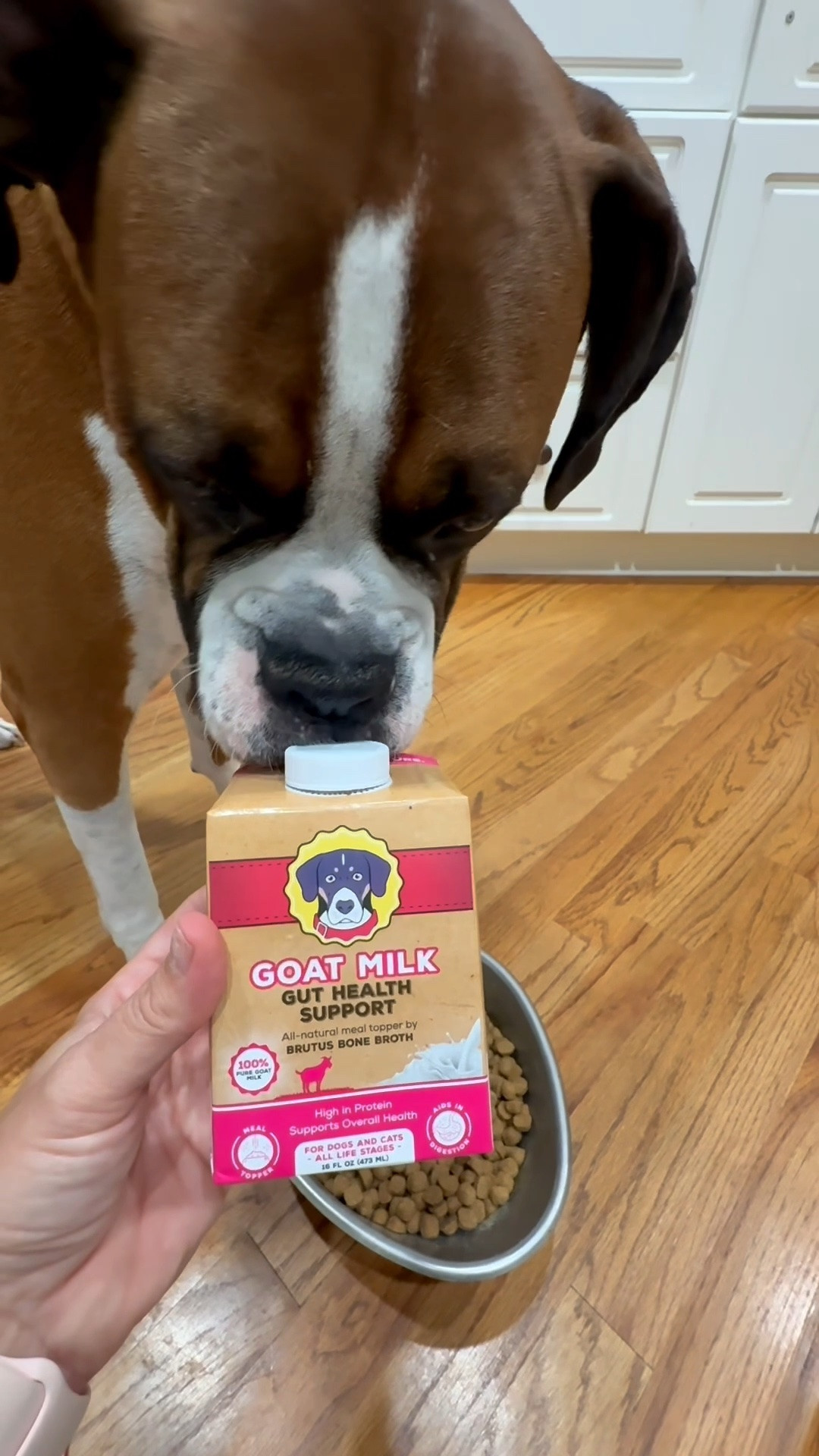 Thank you @Brutus Broth for the Brutus Bone Broth Goat Milk Gut Health Support! 

As you can see, Bruno is a fan!!!

You can use this for both dogs and cats!!!

#LTKmomlife #LTKdayinmylife #LTKActive