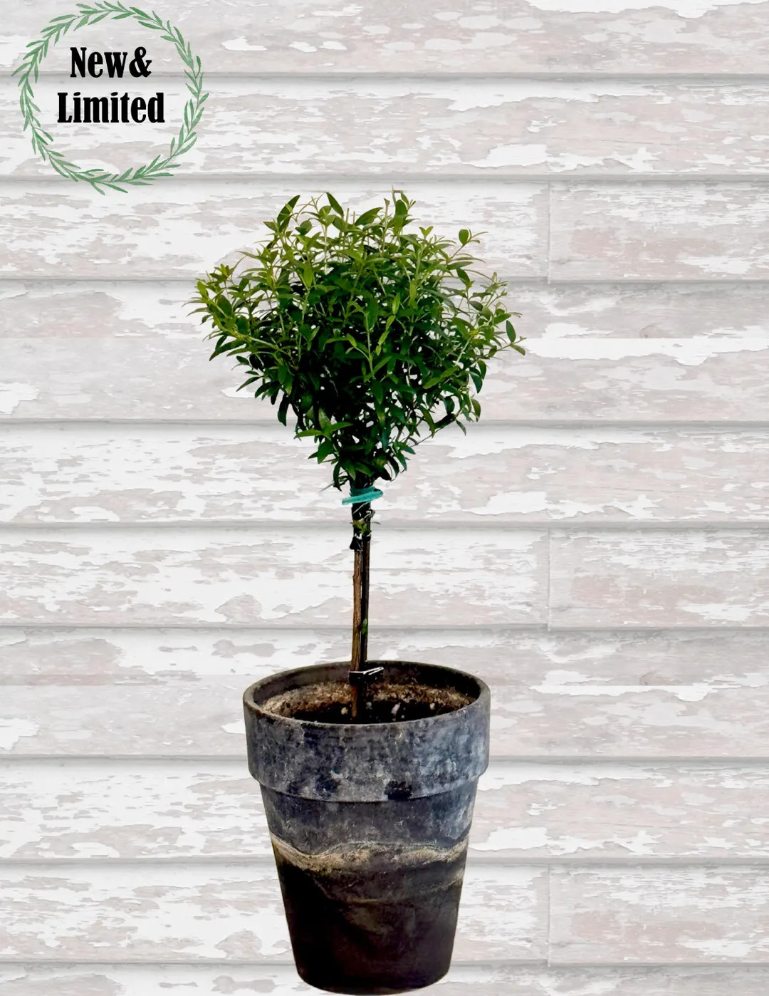 Myrtle Single Ball SHORT Topiary 14-15" - Etsy | Etsy (US)