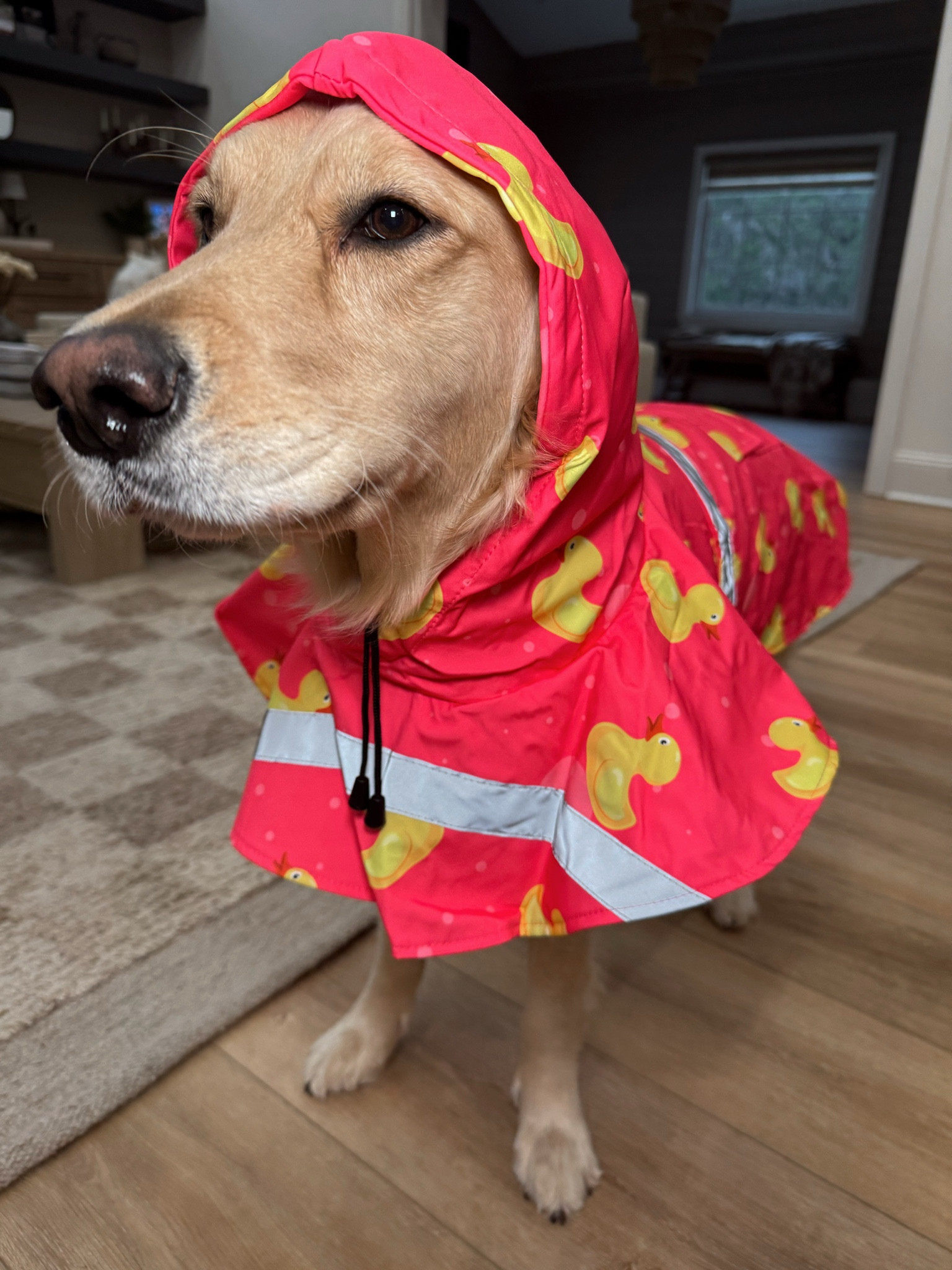 Yes - the dogs got rain jackets 🤣☔️⛈️ they’re super functional so it’ll help when it’s rainy days for walks so their fur isn’t soaked! Kaiser is in the 2XL & Kollyns is in the XL! Several prints 😍🦖🐥

Dog mom / golden retrievers / pet / Amazon finds / family / Holley Gabrielle 

#LTKFindsUnder50 #LTKPets #LTKSeasonal