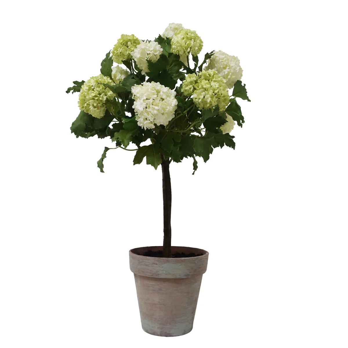 SNOWBALL Arrangement in Pot | Wayfair North America
