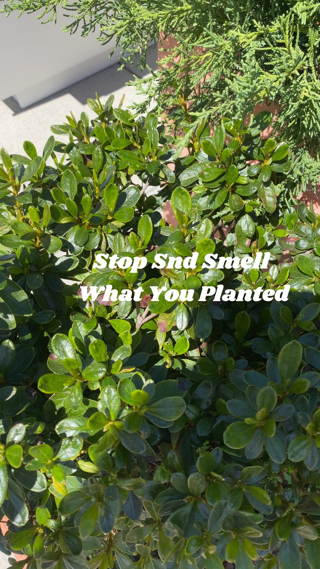 Stop And Smell What You Planted.

#LTKHome #LTKSeasonal