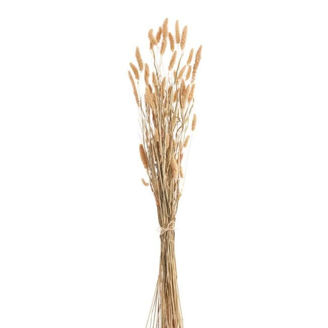 Dried Setaria Bundle | World Market