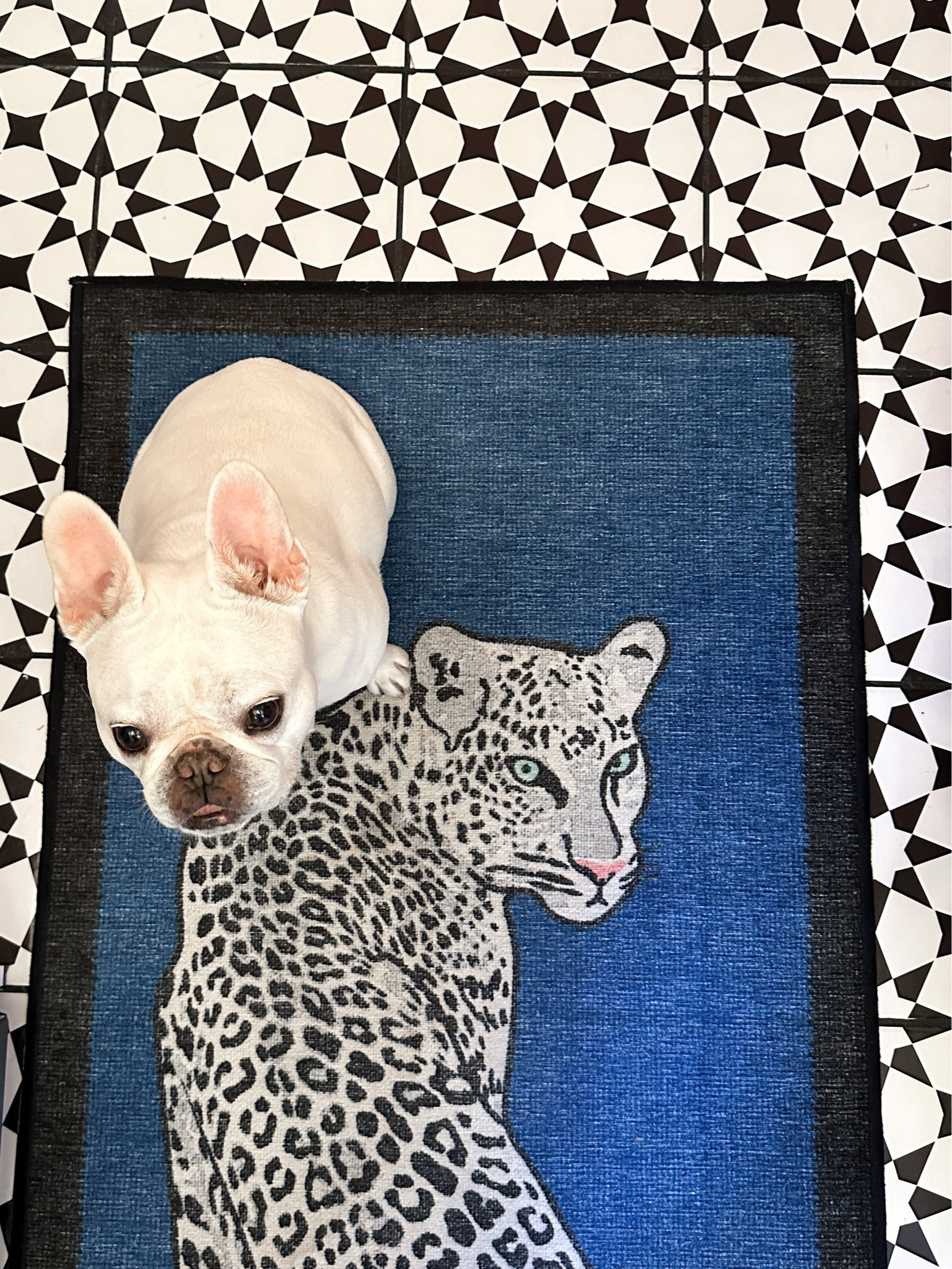 Kitchen rug + floor tiles! #renterfriendly #kitchendecor #rugs #homedecor

#LTKunder50 #LTKunder100 #LTKhome