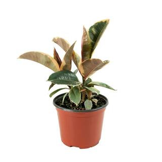 6 in. Tineke Ficus Plant | The Home Depot