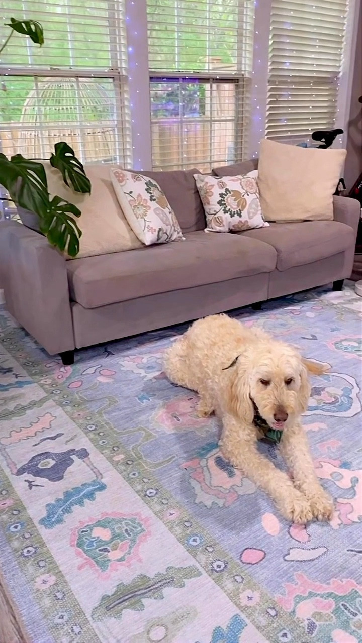 Fame rugs 

#LTKHome #LTKPets #LTKFamily