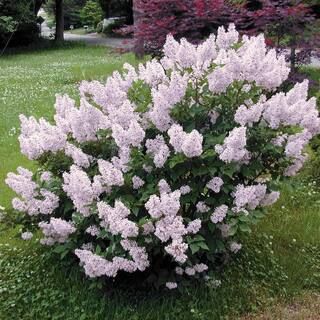 Spring Hill Nurseries 12 in. to 18 in. Tall Miss Kim Lilac (Syringa), Live Deciduous Bareroot Flo... | The Home Depot