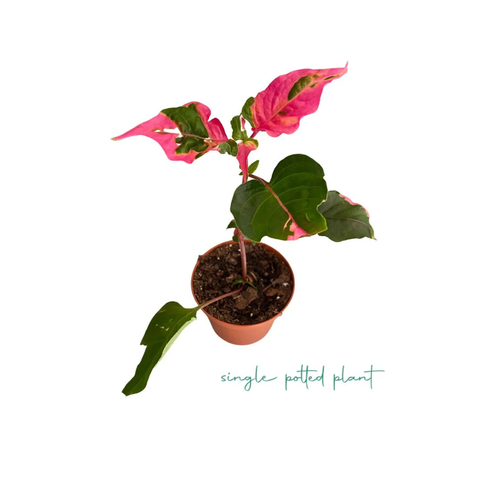 Alternanthera party Time Starter Plant - Etsy | Etsy (US)