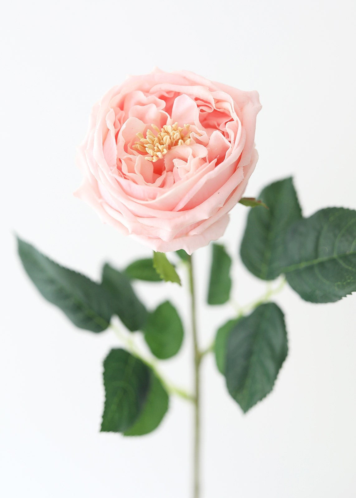 Real Touch Austin English Rose in Peach Blush - 24" | Afloral (US)