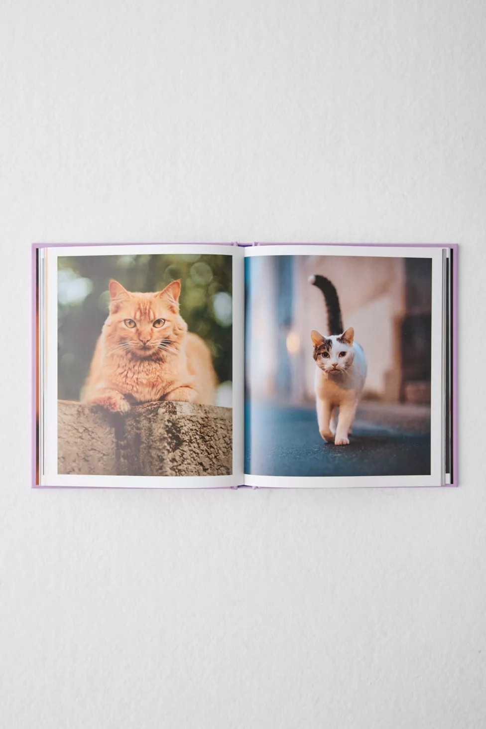 This Book Is Literally Just Pictures Of Cute Cats Who Are Plotting To Kill You By Smith Street Bo... | Urban Outfitters (US and RoW)