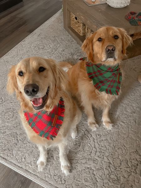 In their Christmas DANAS sets 🤎🐾I like to do large for Kollyns and XL for Kaiser this time! 🎅🏻

Golden retrievers / dog mom / pet finds / Amazon / Holley Gabrielle 

#LTKfindsunder50 #LTKSeasonal #LTKHoliday