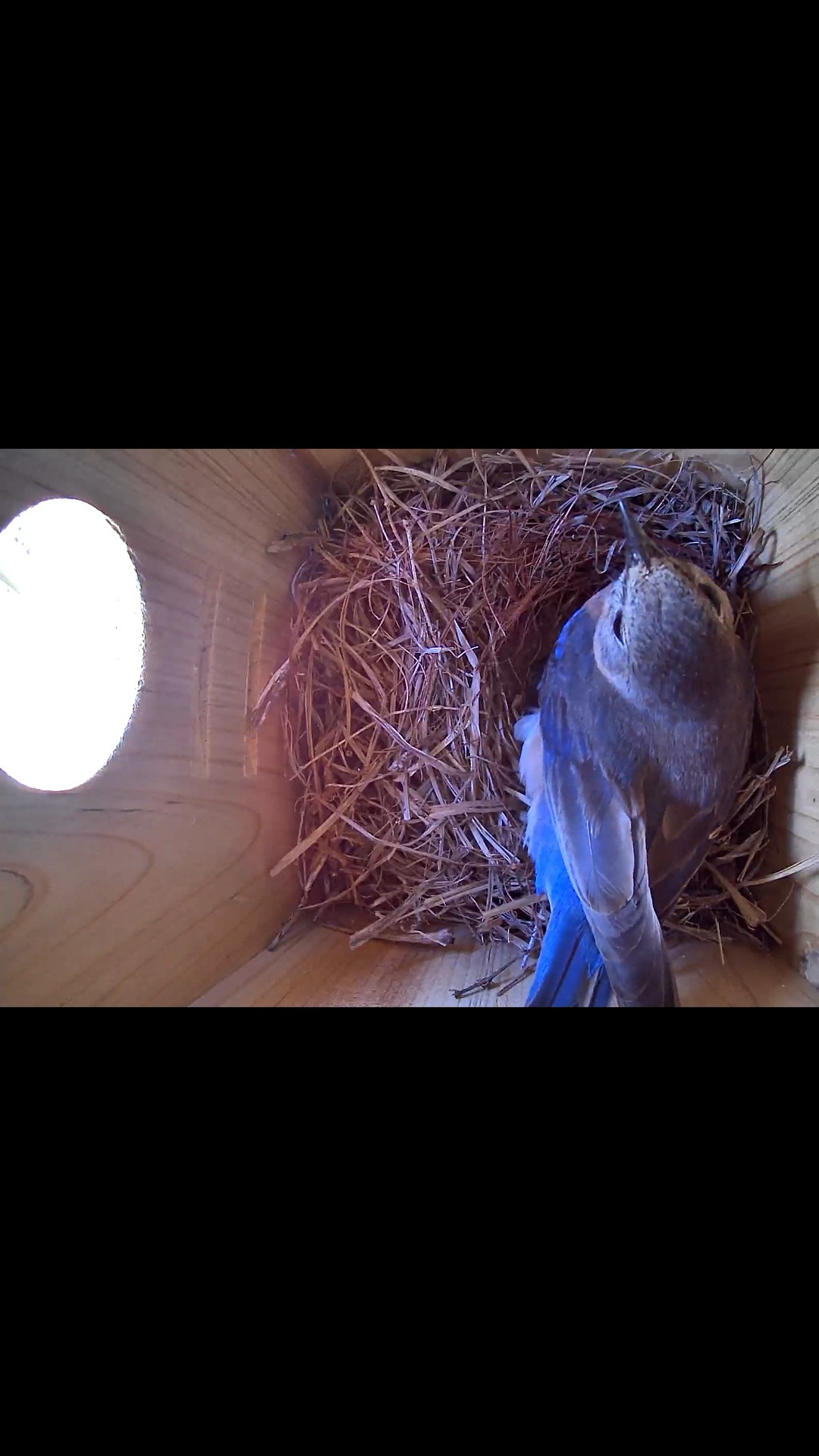 So fun watching blue birds nesting!

#LTKSeasonal #LTKSaleAlert #LTKHome