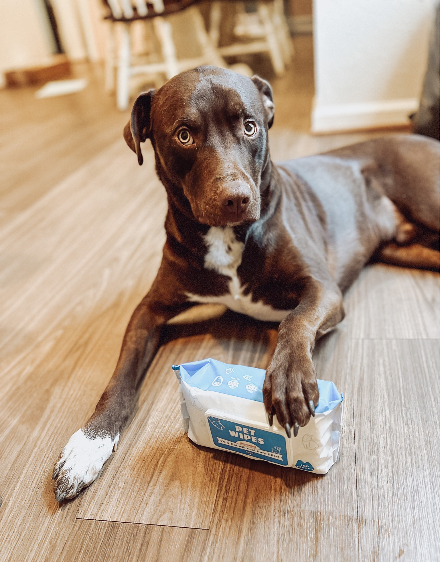 The best pet wipes. Get all the mud, any accident, and leave your pups smelling clean ❤️

#LTKfamily #LTKhome #LTKFind