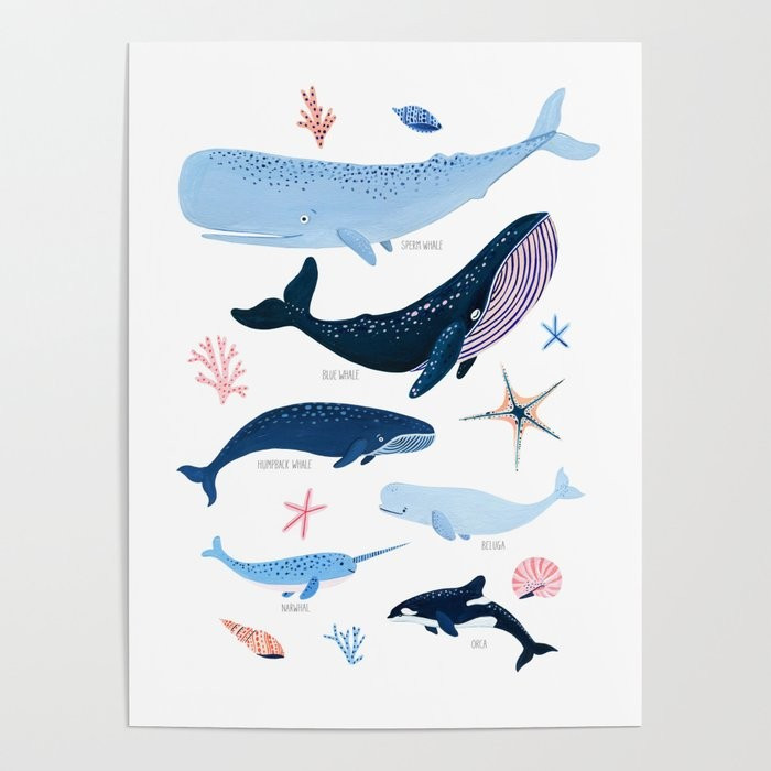 Whale Species Poster | Society6