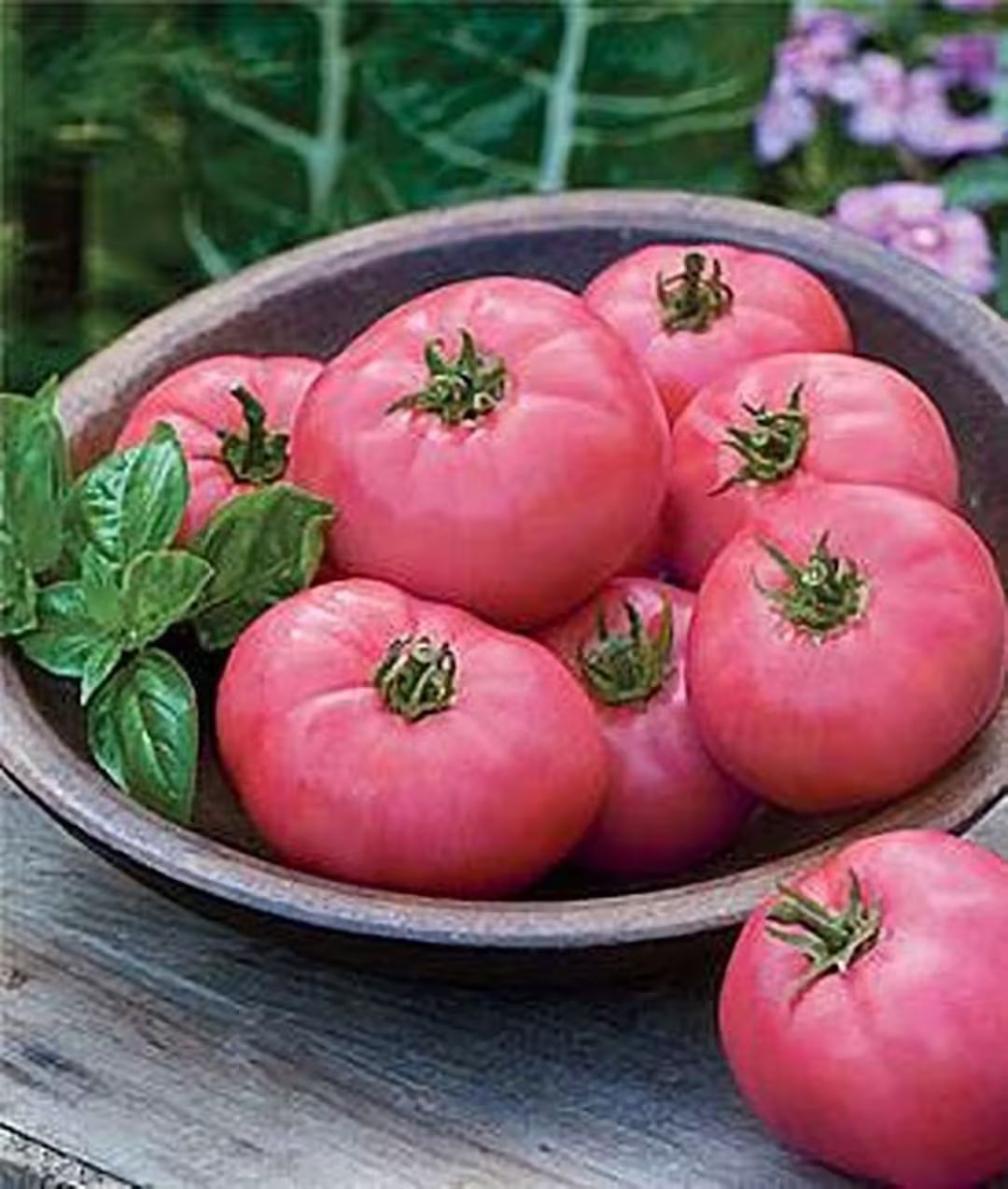 Tomato - Clear Pink - Early Russian heirloom - 20+ heirloom seeds - Grown to Organic Standards Op... | Etsy (US)