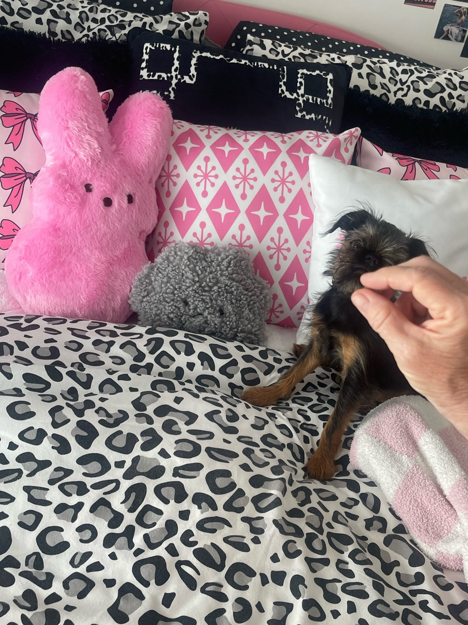 Current pillow situation for spring!

#LTKhome #LTKfindsunder100 #LTKfamily