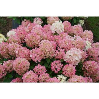 PROVEN WINNERS 1 Gal. Fire Light 'Tidbit' Hydrangea (Arborescens) Live Plant, White and Red Flowers | The Home Depot