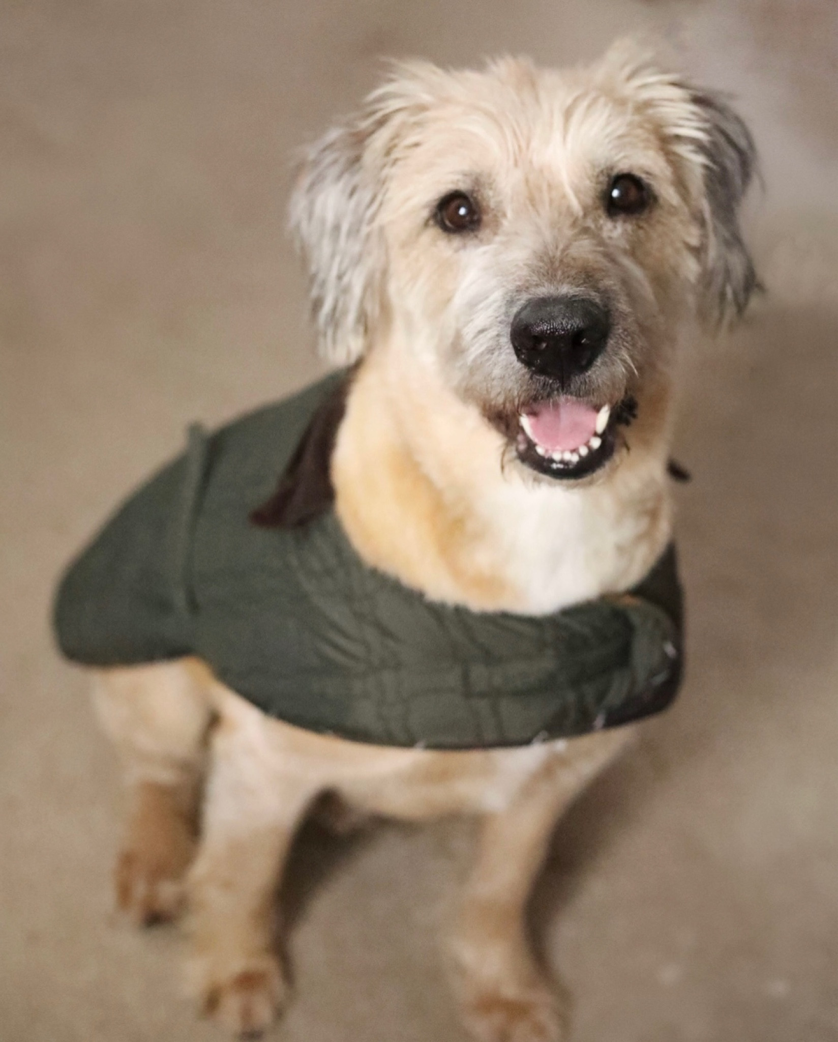 cute lil coat for McCloud! 

#LTKunder100 #LTKsalealert #LTKtravel