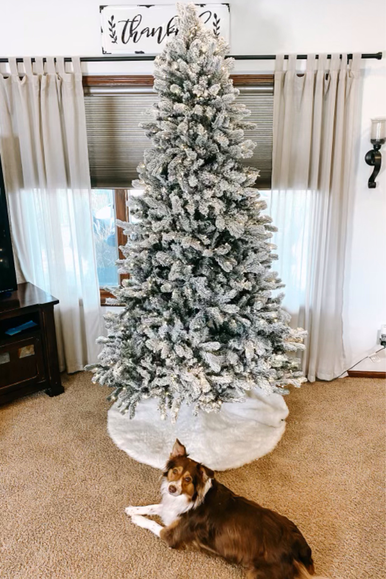 We love putting up our King of Christmas tree. 🌲 

#LTKSeasonal #LTKhome #LTKHoliday