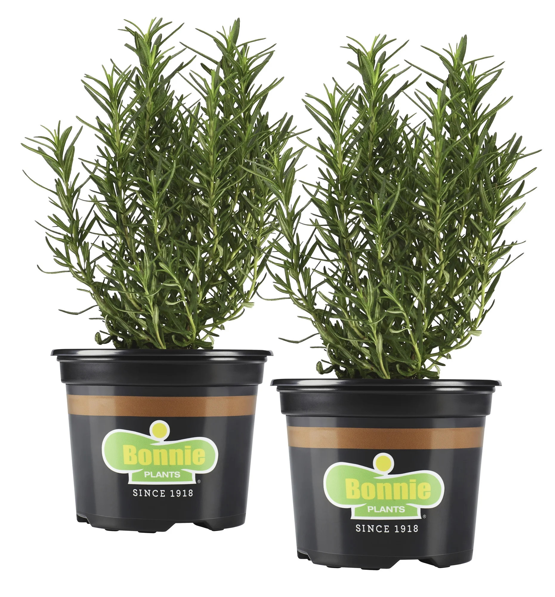 Bonnie Plants Rosemary 25 oz., 2-Pack | Walmart (US)