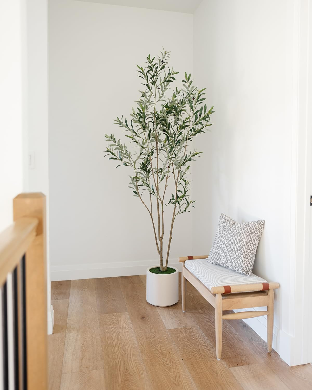 The best olive tree! 89 | Amazon (US)