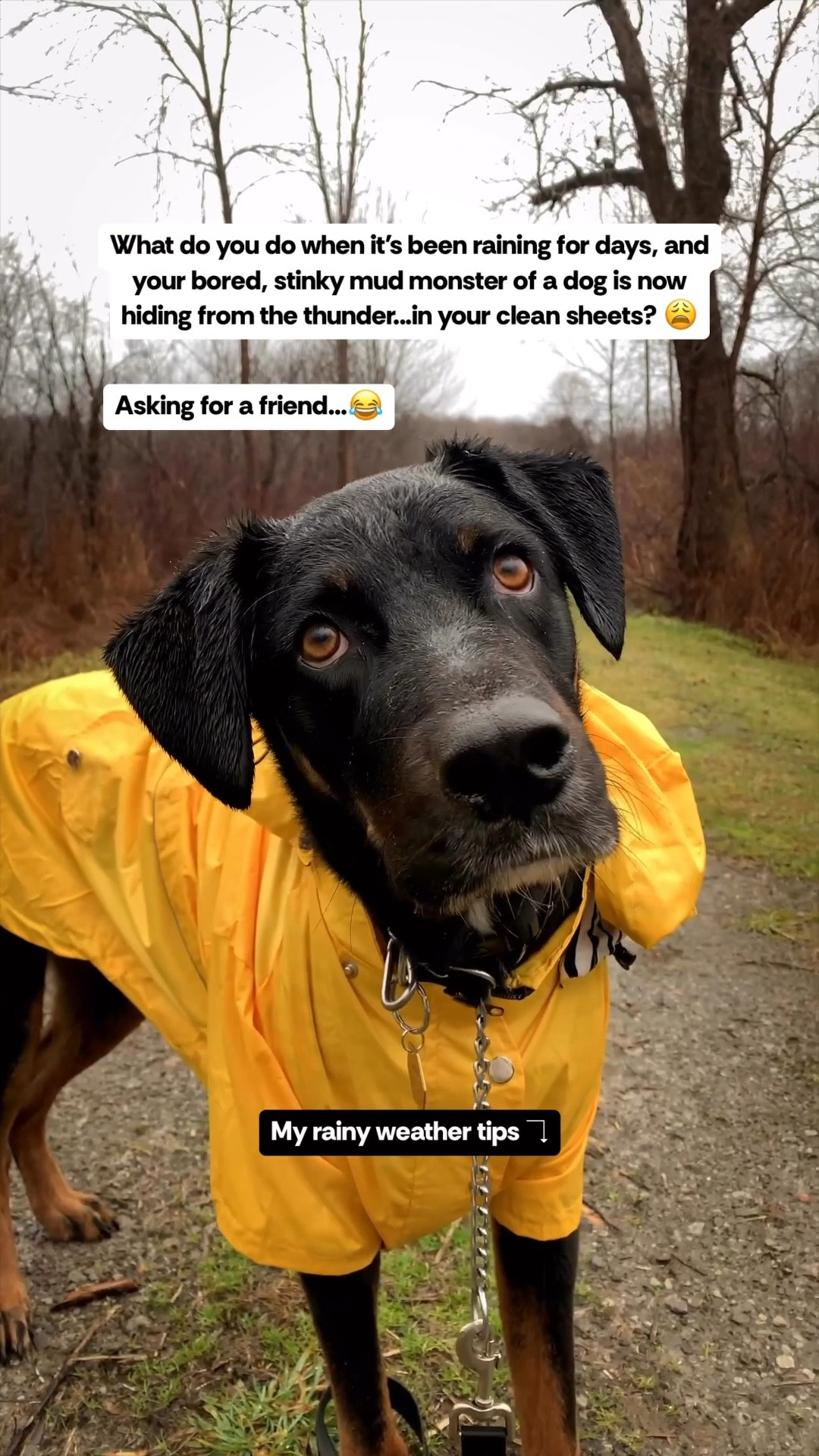 As a dog pro, here are my top tips for dealing with rainy weather and your pup! ↴
.
✨ MITIGATE THE MESS ✨ ☔️ Raincoat & Boots: Essential for keeping your dog dry during walks. Look for comfy, easy-to-put-on options. . 🚗 Car Seat Cover: Protect your vehicle from muddy paws with a durable cover for easy clean-up! . 🚪 Microfiber Doormat: A game changer for catching dirt before it enters your home. Super absorbent! . 🫧 Towel & Paw Cleaner Cup: Keep a towel and paw cleaner/foot scrubber cup by the door for quick clean-ups of wet fur and muddy paws. . ✨ ENGAGE & ENTERTAIN ✨ 🧩 Puzzles: Keep your dog’s mind sharp with puzzles, snuffle mats, and stuffer toys on rainy days. . 👃 Scent Work: Stimulate their natural instincts by hiding treats around the house or try a pre-made scent work kit. . 📦 Shredding Boxes: Supervised shredding of boxes or paper can be a fun outlet for energy! . ✨ RELIEVE FEAR ✨ ⚡️ Desensitization Training: Gradually expose your dog to storm sounds at a low volume while rewarding calm behavior. . 🧥 Thundershirt: Helps some dogs feel less anxious during storms. . 🏡 Safe Space: Create a cozy, sound-proof retreat with their favorite blankets and toys, like @mykomushoom’s Boomie Roomie! . 🍬 Calming Chews: Natural options can help ease anxiety—always consult your vet first! For extreme cases, your vet might suggest medication options.
. . ⛈️ With the right tools, you can help your dog feel calmer during storms.
. . ❓ How do you keep your pup happy when the weather turns? . ✨ If you’re a dog mom, let’s be friends! Follow @superdogmoms on Instagram for tips and tricks!
.
.
#dogmom #doglover #dog


#LTKPets #LTKFamily #LTKSeasonal
